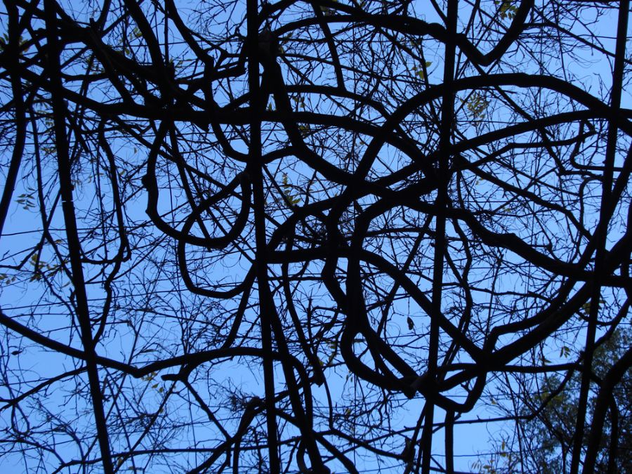 Patterned branches and blue
