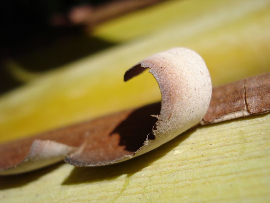 Flexible plant