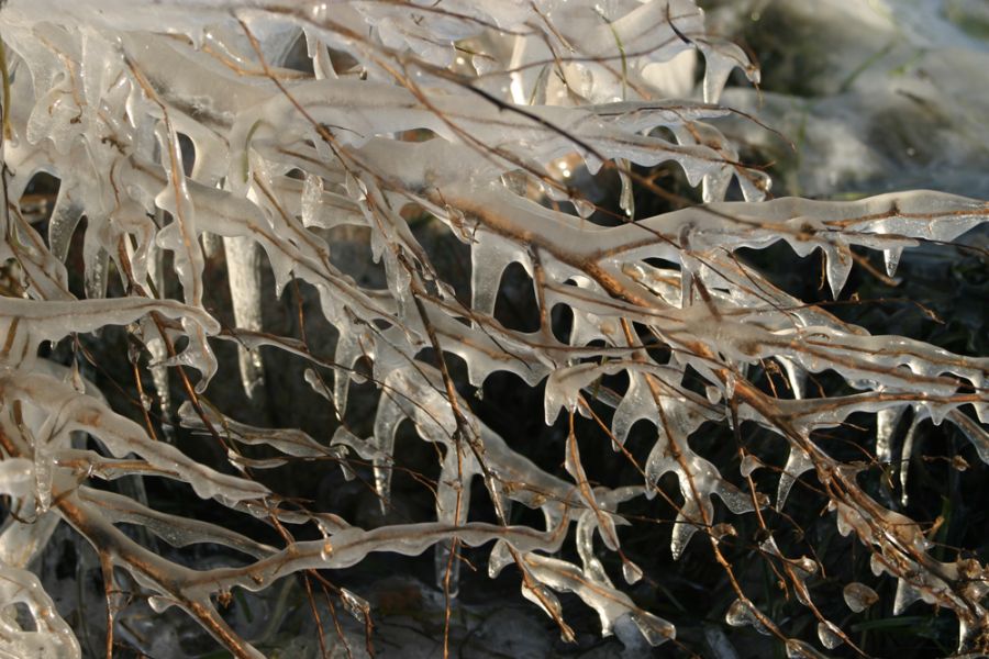 Branches covered in ice