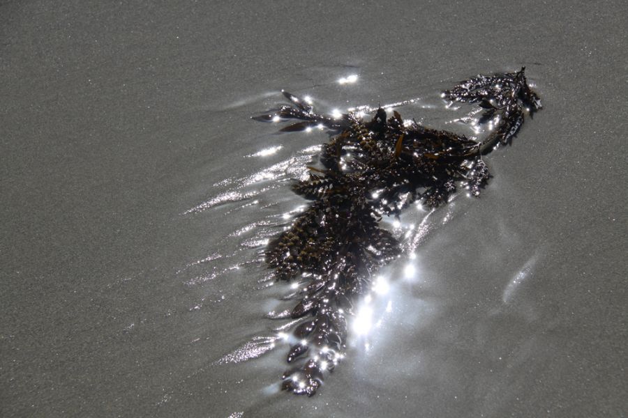 Seaweed and sand