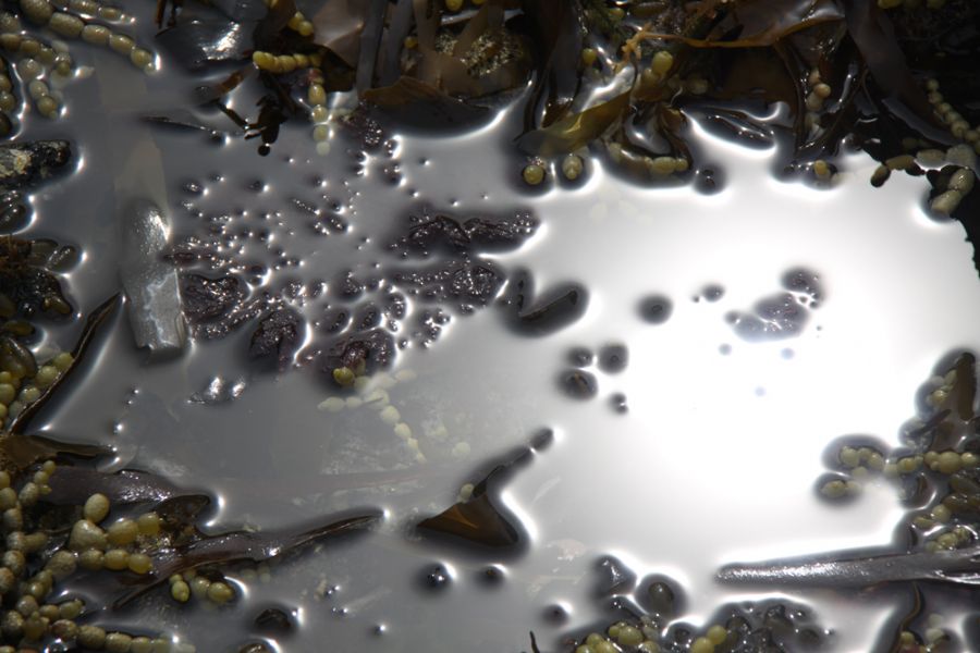 Reflections and seaweed