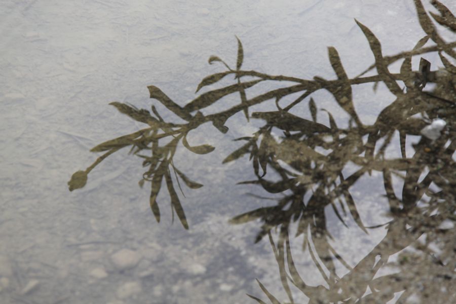 Reflection of a plant