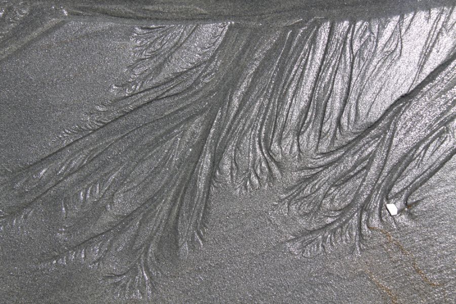 Trees in the sand 2