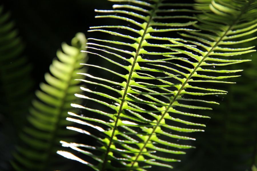 Slender green