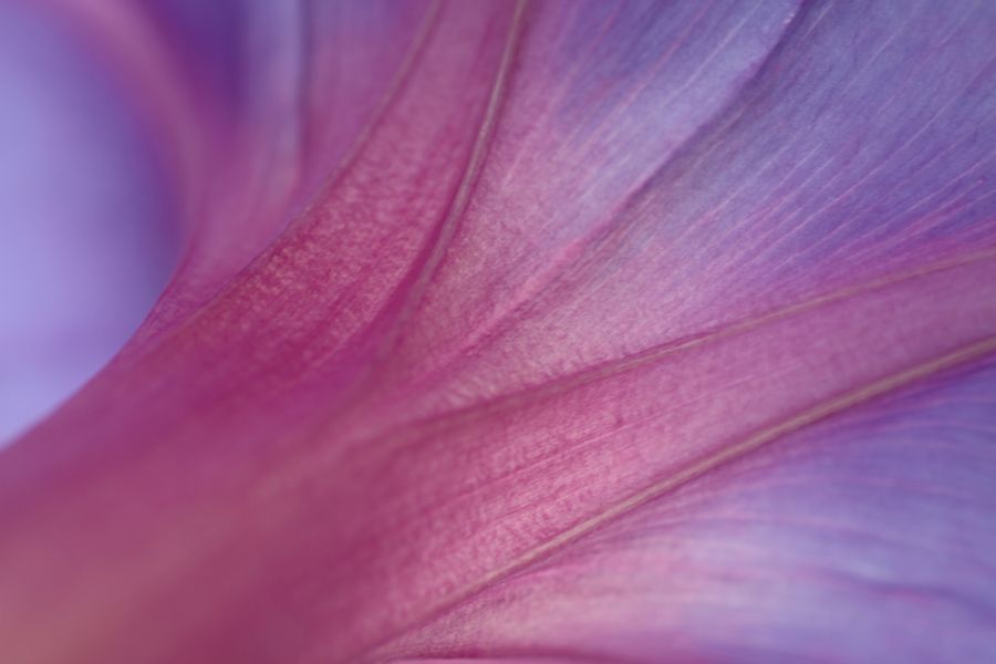 Purple flower