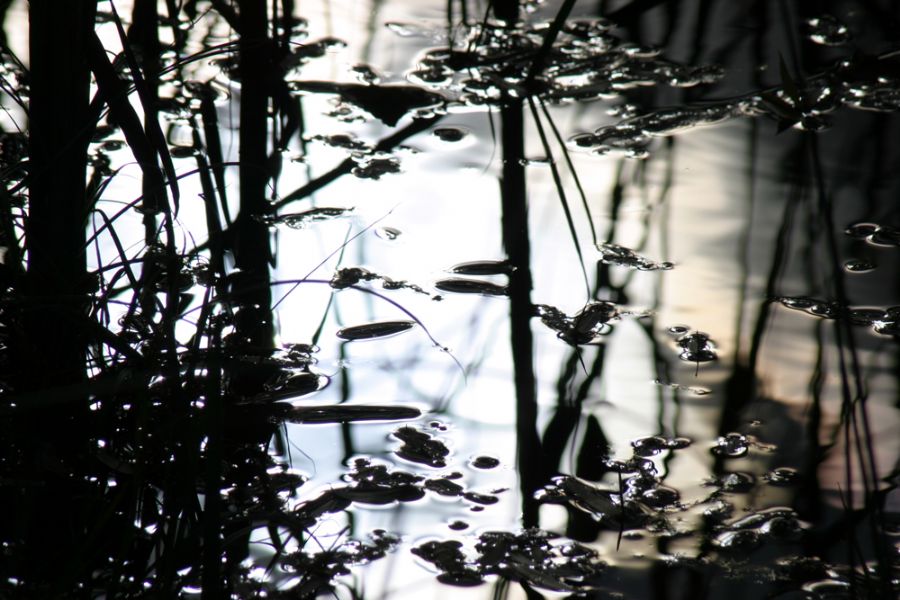 Reflections in black and white