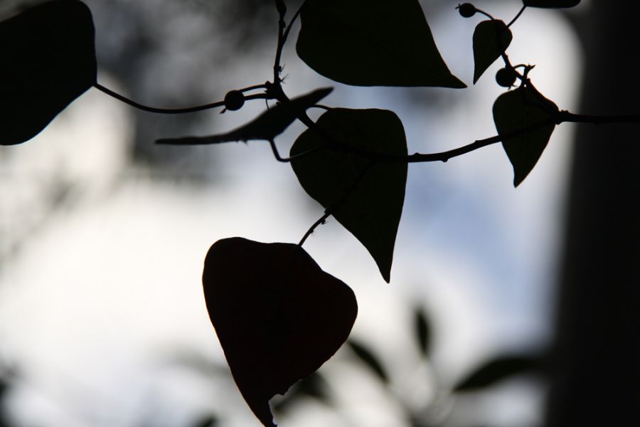 Black leaves