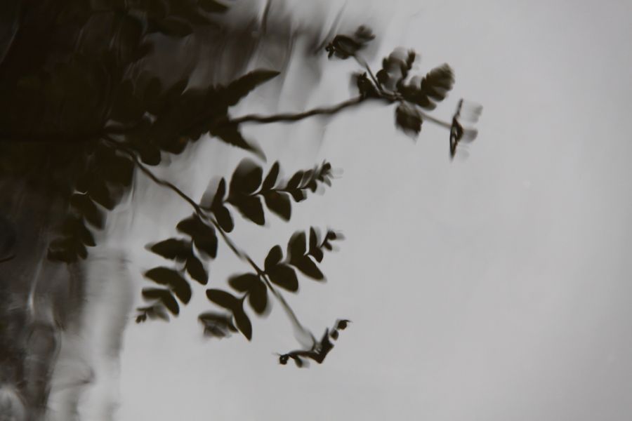 Leaves in the water