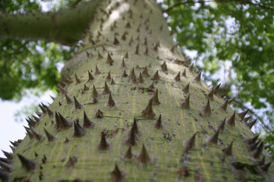 Spikes on tree