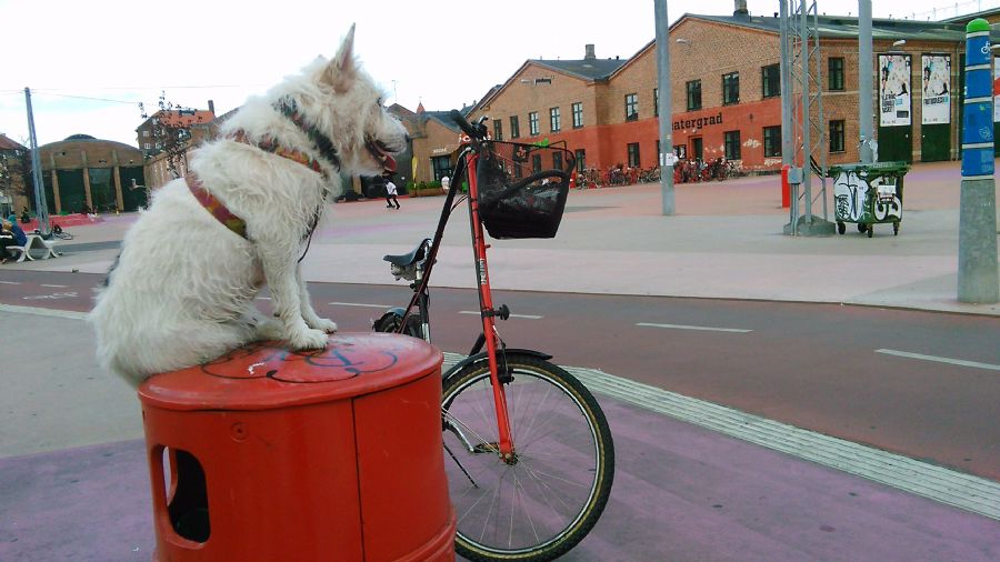 Den røde plads Balder og mig.