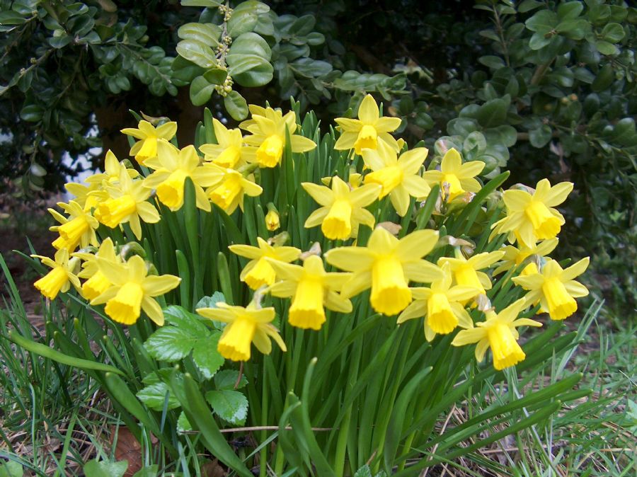 Påskeblomster.