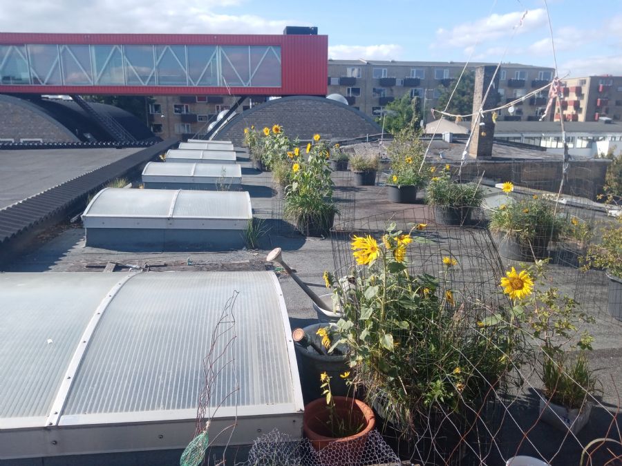 Fra mit tag idag solsække