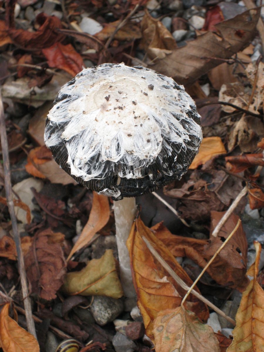 svamp