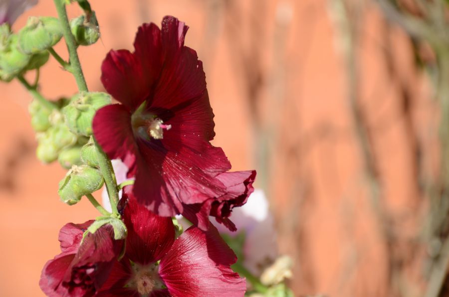 rød blomst...