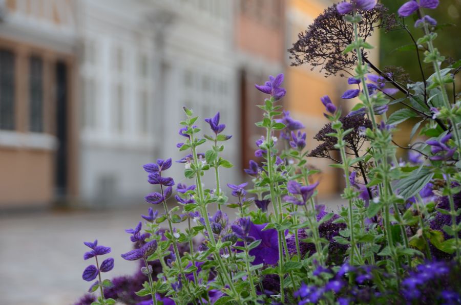 violette blomster...