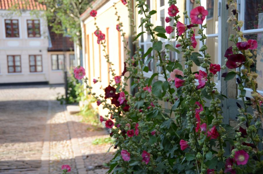 stokroser i bymiljø...