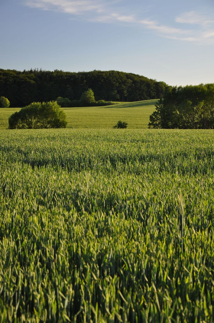 'fynske landskaber 3'...