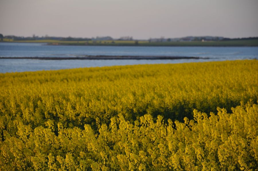 'raps lige i øjet'... (hindsholm)