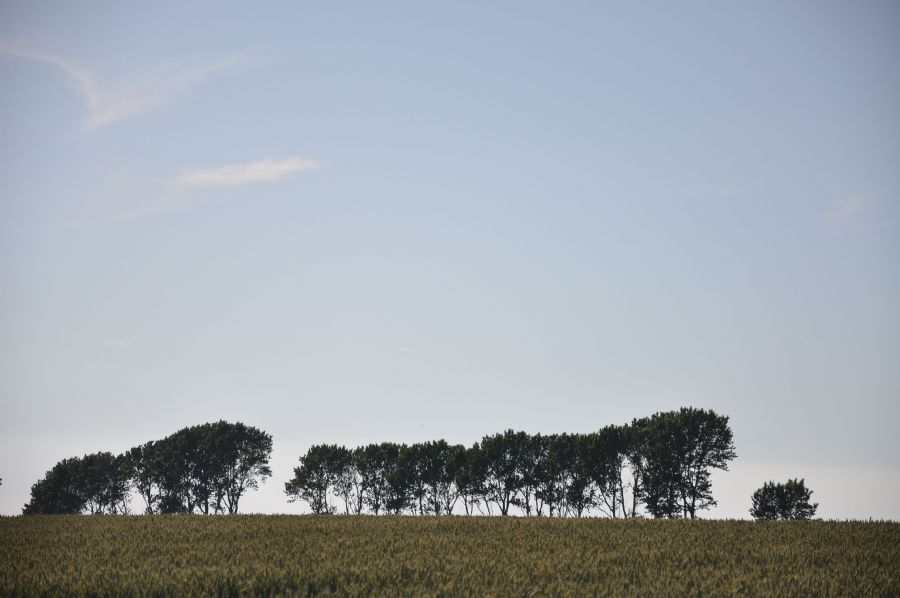 'træer på rad'... (hindsholm)