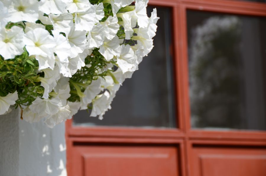 'hvide blomster - brun dør'...