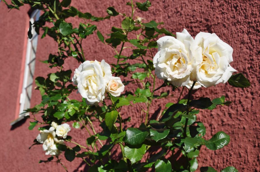 'Glimpses of Summer'...