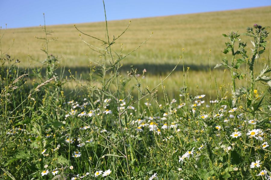 'Glimpses of Summer'...