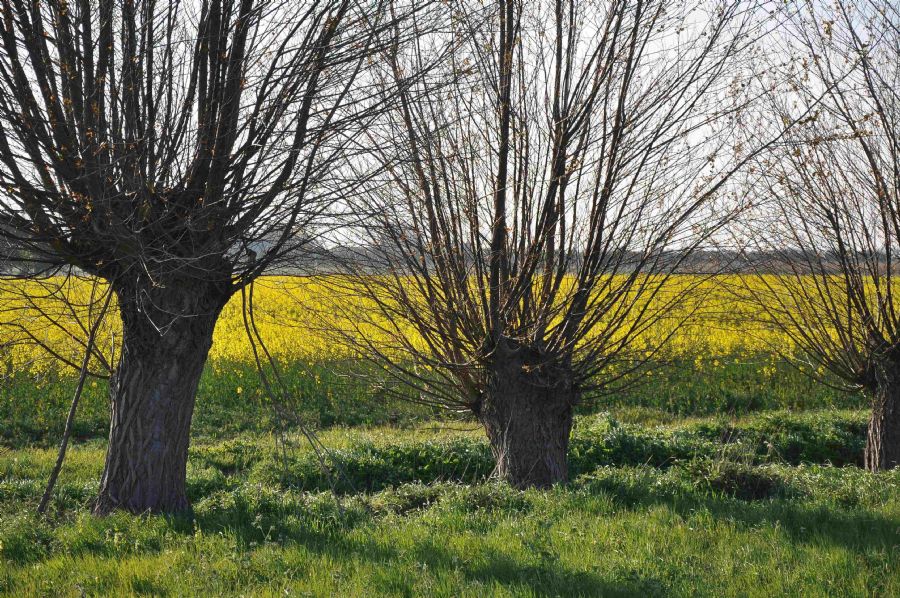 'Glimpses of Spring'...