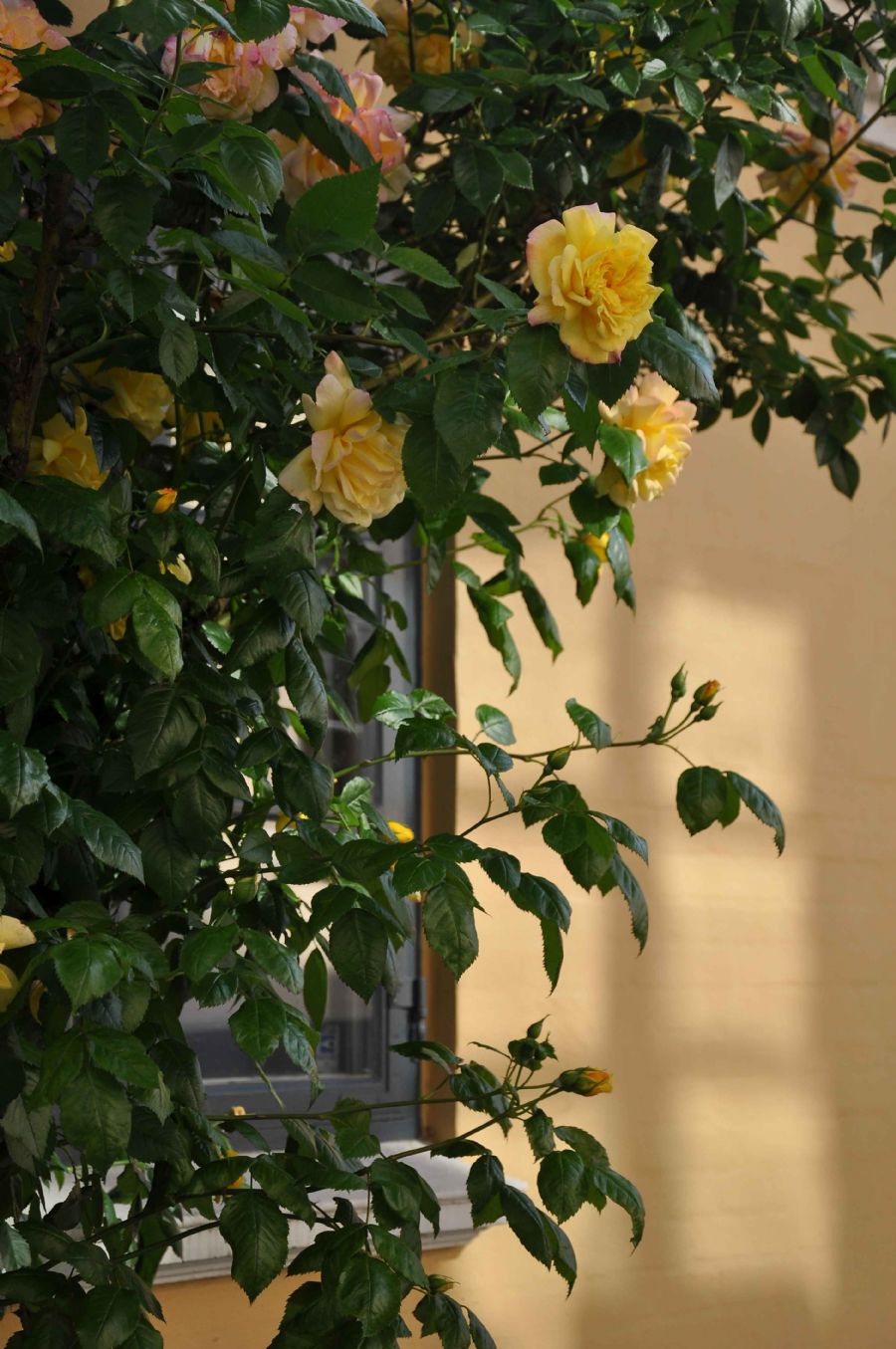 'Glimpses of Summer'...
