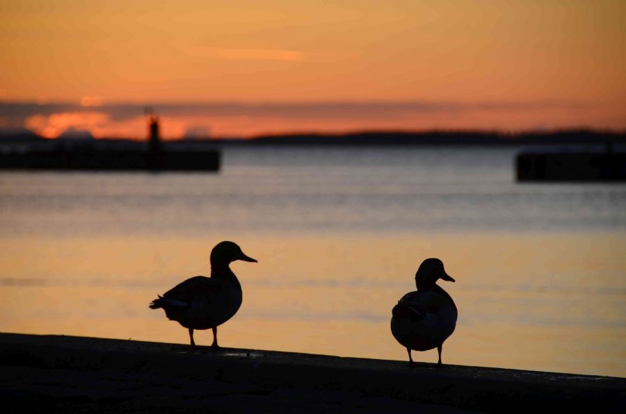 'Glimpses of Sunset'...