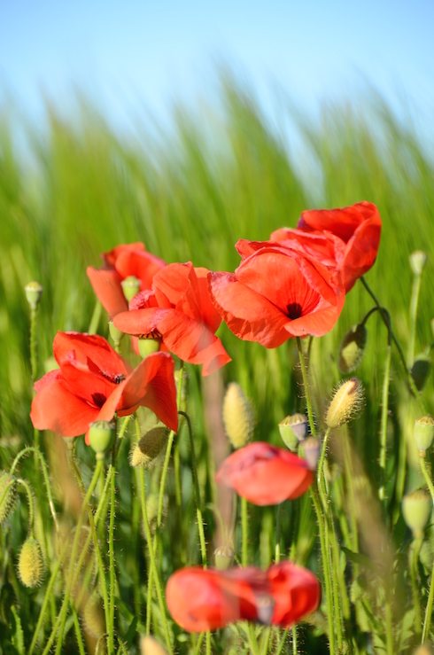'Glimpses of Summer'...