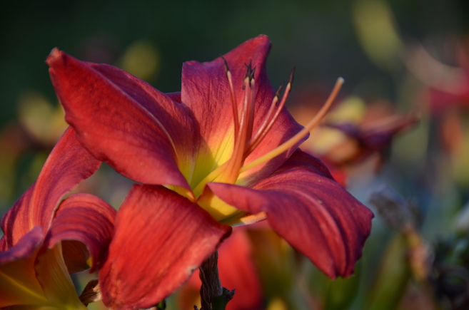 'Glimpses of Summer'...
