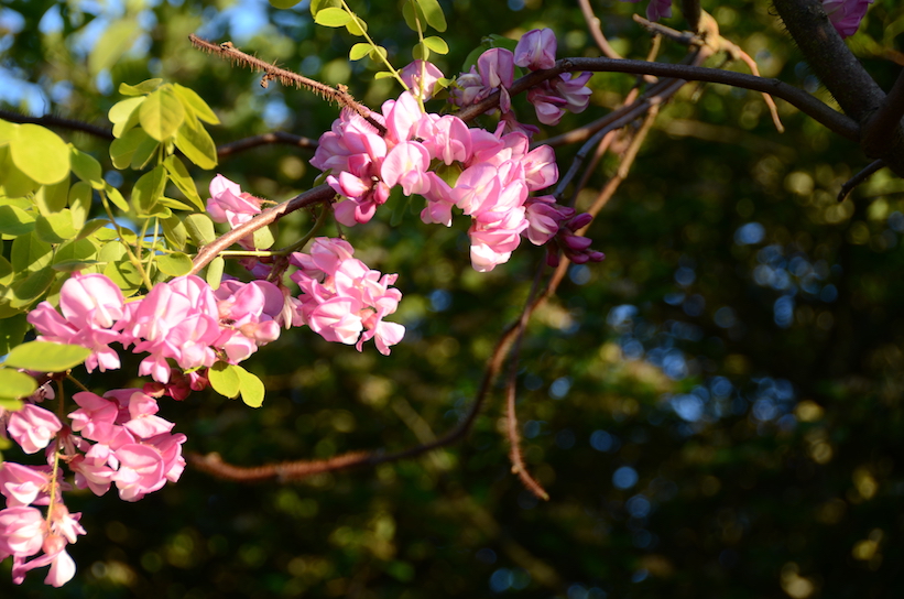 'Glimpses of Summer'...
