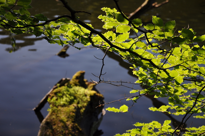 'Glimpses of Summer'...