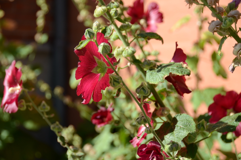 'Glimpses of Summer'...