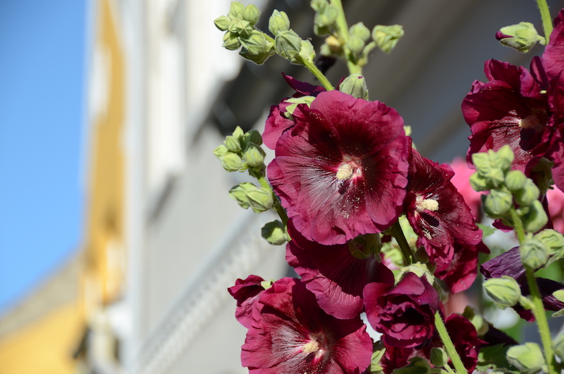 'Glimpses of Summer'...