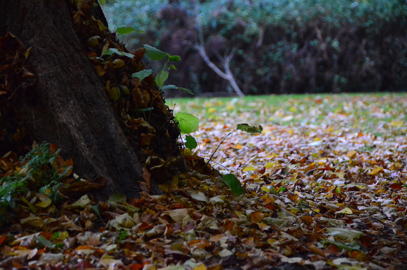 'Glimpses of Autumn'...
