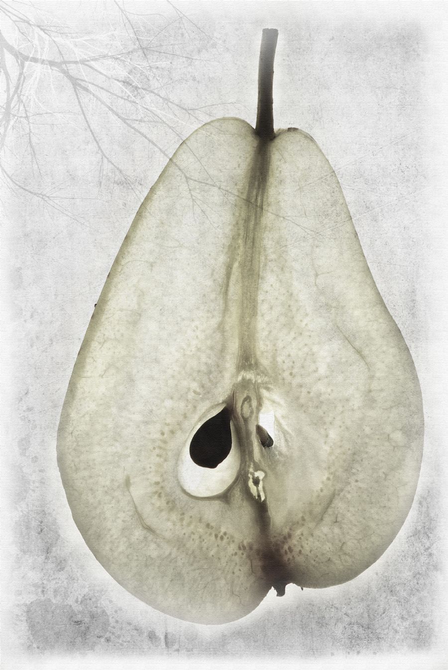 Vintage fruit - Pear