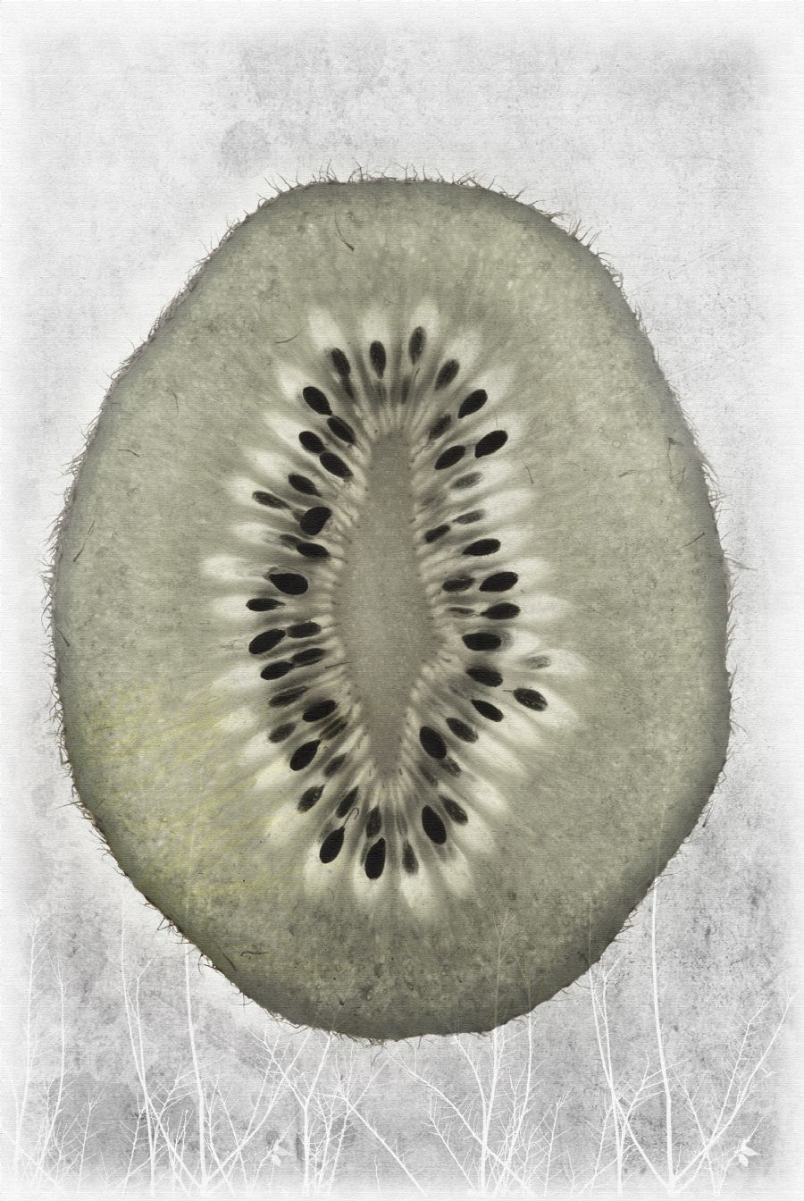 Vintage fruit- Kiwi