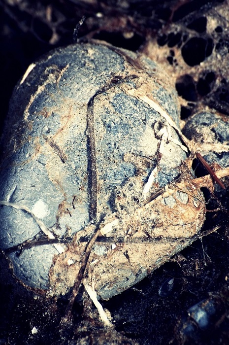 Nature's design- blue