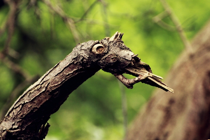 Natures design-snake