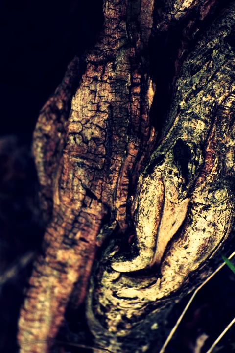 Not just a tree