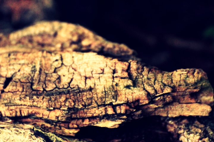 Not just a tree