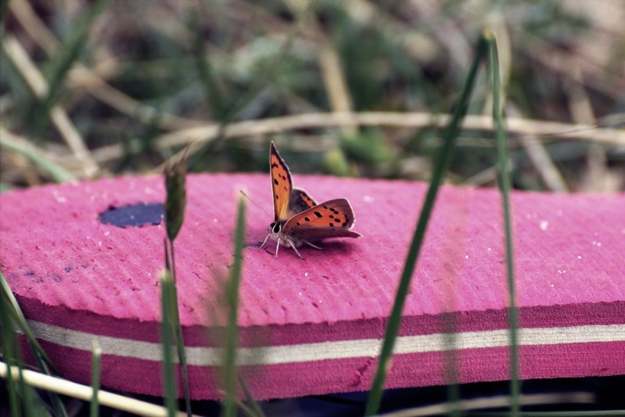 Butterfly