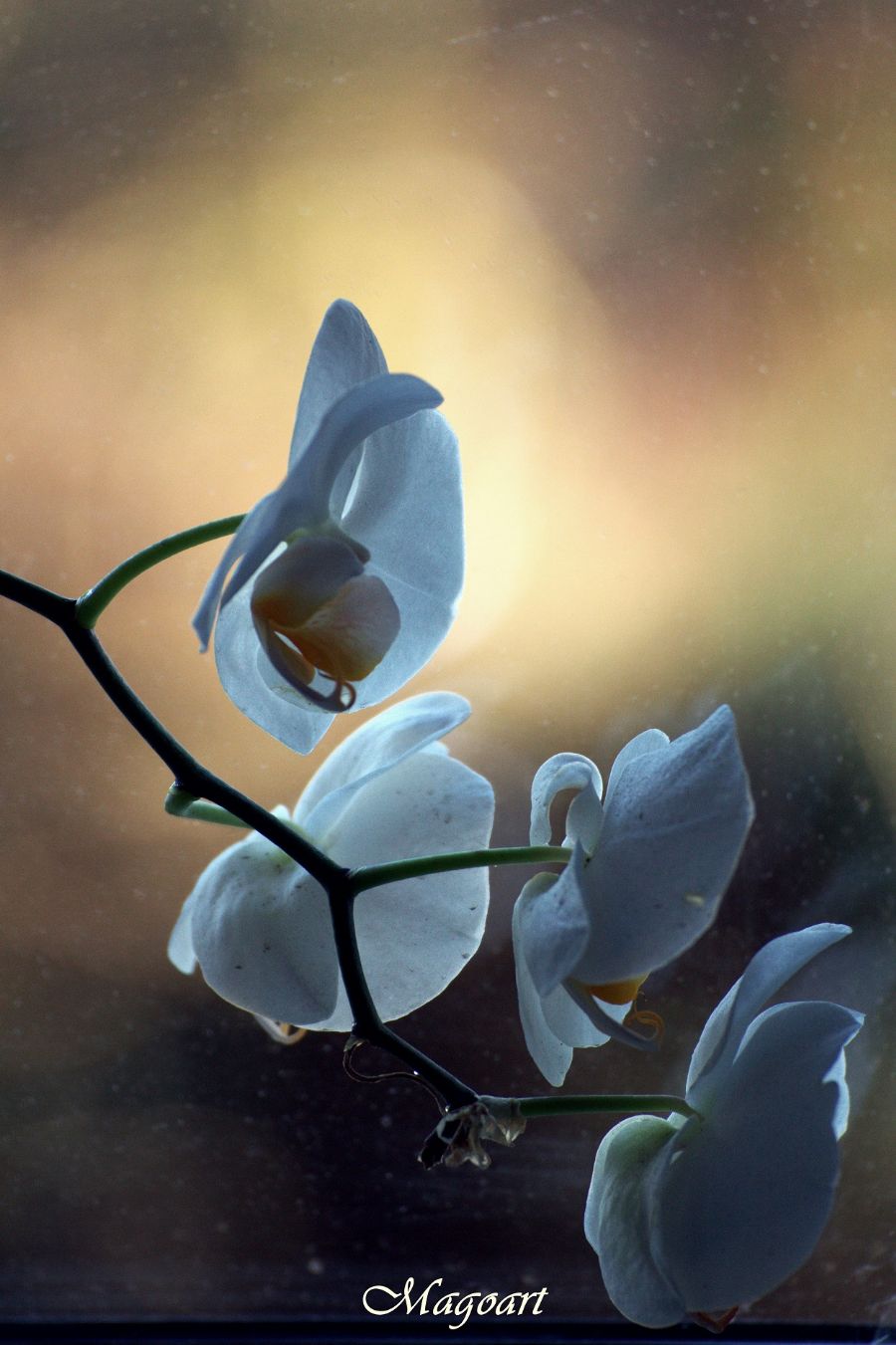 Sweet harmony
