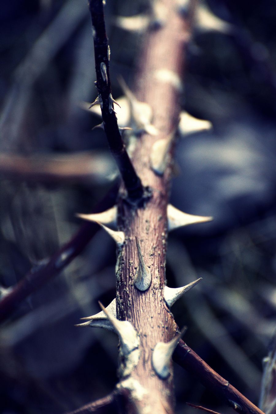 "Prickly"