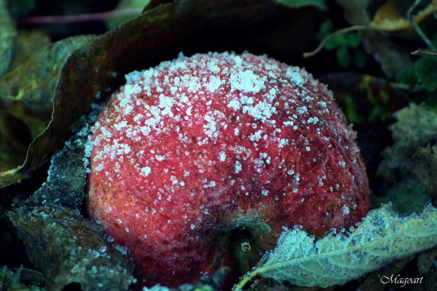Frost