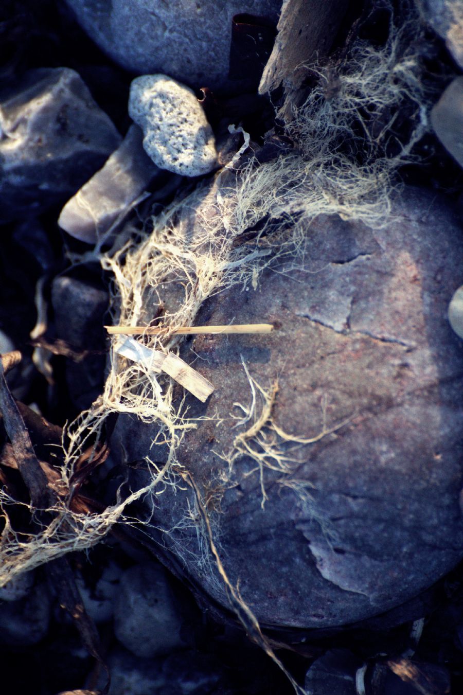 Artistic composition by nature