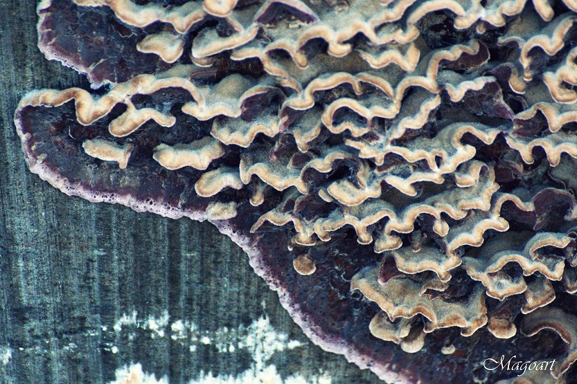 Nature's design
