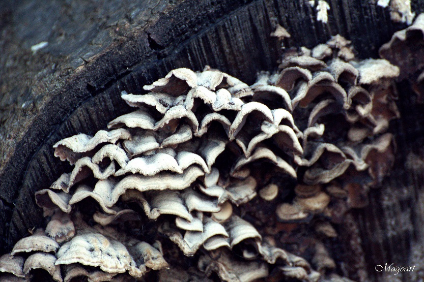 Nature's design