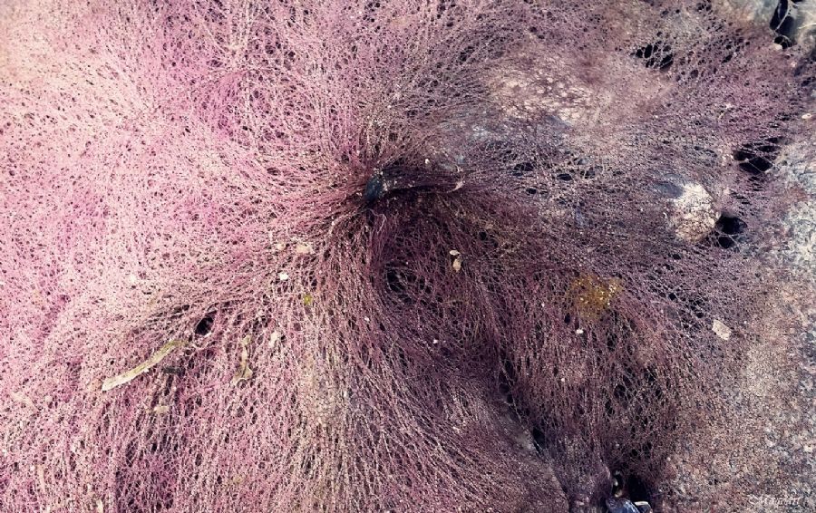 pink net
